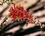 Ocotillo flowers.