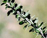 Ocotillo leafs.