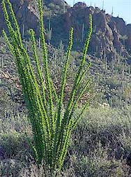 Ocotillo in natural setting.